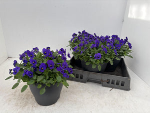 True Blue Viola (Viola cornuta Group) – 23cm Pot
