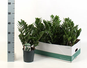 ZZ Plant (Zamioculcas zamiifolia) – 14cm Pot