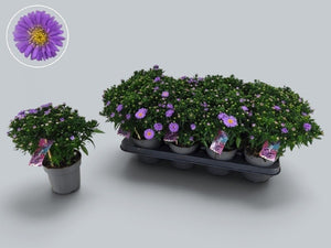 Purple Rose Aster (Aster) – 12cm Pot