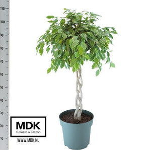 Ficus benjamina ‘Golden King’ – 27cm Pot, 110cm High