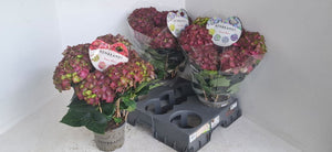 Dark Pink Hydrangea macrophylla – 15cm Pot