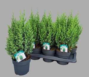 Juniperus ‘Stricta’ – 17cm Pot, Approx. 55cm