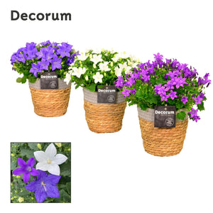 Mixed Campanula Garden Plant – 15cm Pot