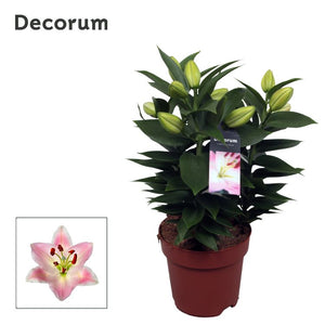 Pink Oriental Lily (Lilium Oriental Group) – 17cm Pot