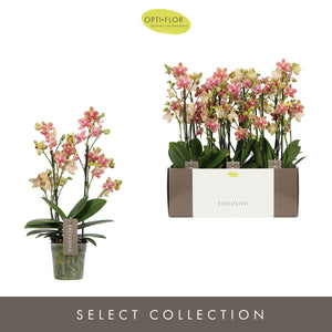 Yellow Phalaenopsis Orchid ‘Pikachu’ – 4 Stem, 12cm Pot