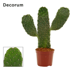 Consolea rubescens Cactus – 9cm Pot, 35cm High