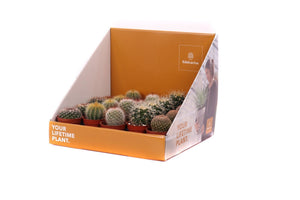 Mixed Cactus Display Plant – 5.5cm Pot, 25cm High