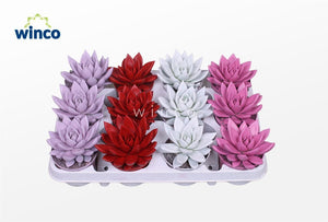 Echeveria Agavoides ‘Rainbow’ Succulent – 8.5cm Pot