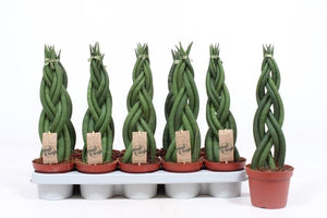 Cylindrical Snake Plant (Sansevieria cylindrica) – 12cm Pot