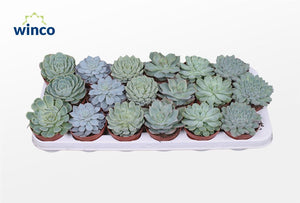 Mixed Echeveria Succulent – 8.5cm Pot
