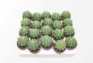 Glaucous Barrel Cactus (Ferocactus glaucescens) – 5.5cm Pot