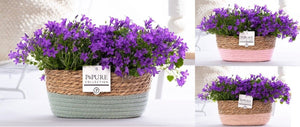 Blue Campanula Garden Plant – 27cm Pot