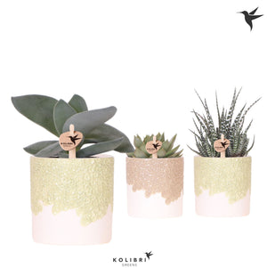 Mixed Succulent Collection in Ceramic Flare Pot – 9cm