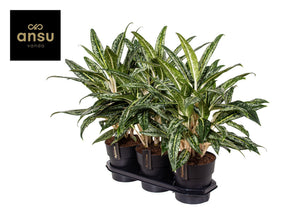 Aglaonema ‘Matcha Lemon’ – 19cm Pot, 65cm High
