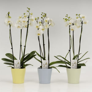 White Phalaenopsis Orchid – 3 Stem, 12cm Pot