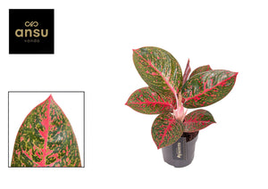 Aglaonema ‘Red Sprinkles’ – 12cm Pot