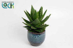 Aloe mitriformis in Dark Blue Ceramic Pot – 14cm