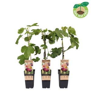 Rouge de Bordeaux Fig Tree (Ficus carica) – 15cm Pot