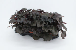 Heuchera ‘Palace Purple’ – 13cm Pot