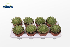 Echeveria agavoides Succulent – 12cm Pot