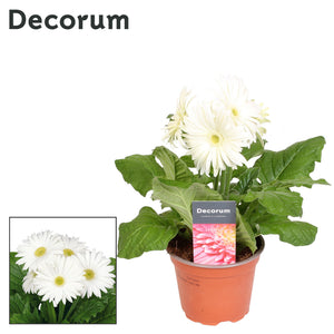 Pink Gerbera Houseplant – 12cm Pot, 22cm High