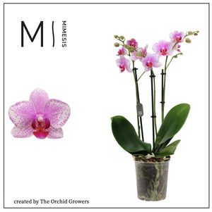 Pink Phalaenopsis Orchid – 3 Stem, 12cm Pot
