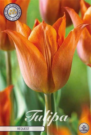 Tulip ‘Triumph’ Flower Bulbs – 12/+ Bulbs