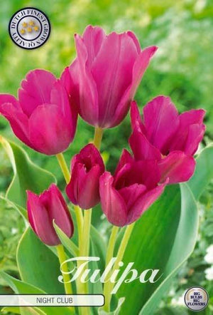 Tulipa Multiflora ‘Night Club’ Flower Bulbs – 7 Bulbs