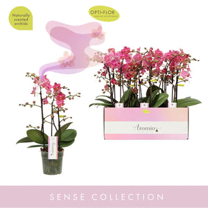 Orange Phalaenopsis Orchid – 12cm Pot, 35cm Height