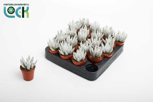 Senecio White – 5.5cm Pot