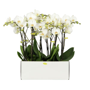 White Phalaenopsis Orchid – 2 Stem, 12cm Pot