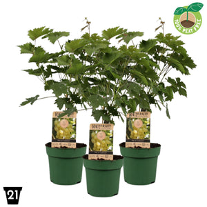 Lakemont Seedless Grape Vine (Vitis vinifera) – 21cm Pot