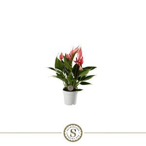 Anthurium Lily – 7cm Pot, Approx. 25cm High