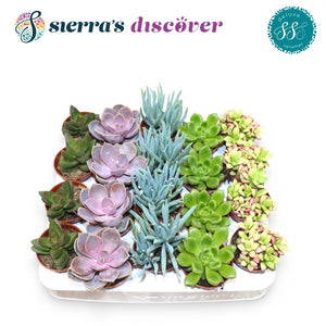 Deluxe Mixed Succulents – 5.5cm Pot