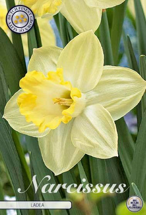 Narcissus ‘Ladea’ Daffodil Flower Bulbs – 5 Bulbs