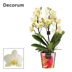 Phalaenopsis Orchid 'Dazzling Lausanne' – 12cm Pot