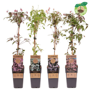Clematis montana 'Rubens' – 15cm Pot, 60cm High