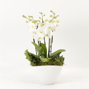 White Phalaenopsis Orchid – 6 Stem, 22cm Ceramic Pot