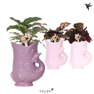 Mixed Calathea Houseplant – 9cm Ceramic Pot