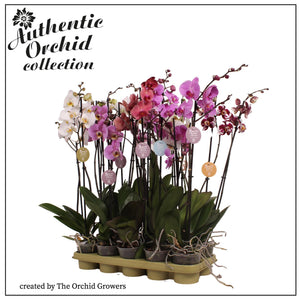 Mixed Phalaenopsis Orchid – 2 Stem, 12cm Pot