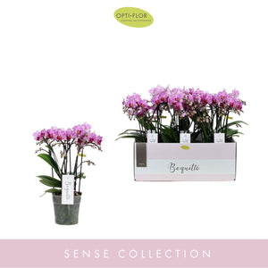 Phalaenopsis Orchid ‘Boquetto Delight’ – 12cm Pot