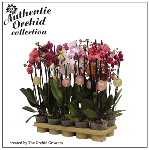 Mixed Phalaenopsis Orchid – 12cm Pot, 60cm High