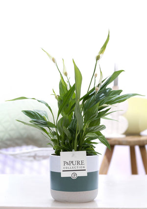 Spathiphyllum ‘Lauren Green’ Peace Lily – 12cm Pot