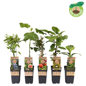 Mixed Exclusive Fruit Plant – Approx. 50cm