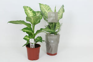 Dieffenbachia ‘Mars’ Dumb Cane – 17cm Pot, 65cm