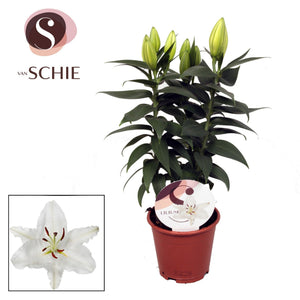 White Oriental Lily (Lilium) – 13cm Pot