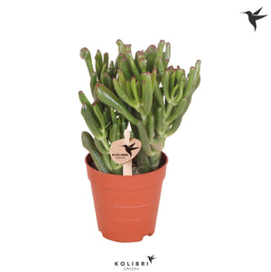 Hobbit Jade Plant (Crassula ovata ‘Hobbit’) – 9cm Pot