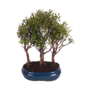 Indoor Bonsai Tree – Forest Ceramic Pot, 26cm