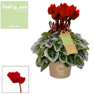 White Small-Flowered Cyclamen persicum – 10.5cm Pot