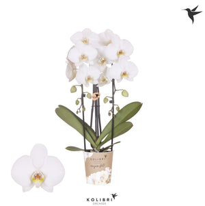 Yellow Phalaenopsis Orchid – 12cm Pot, 45cm High